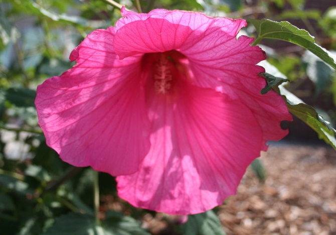 Hardy Hibiscus, Rose Mallow, Swamp Mallow Pink Clouds