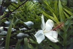 Hibiscus Species, Hawaiian White Hibiscus, Native White Rose Mallow, Pamakani