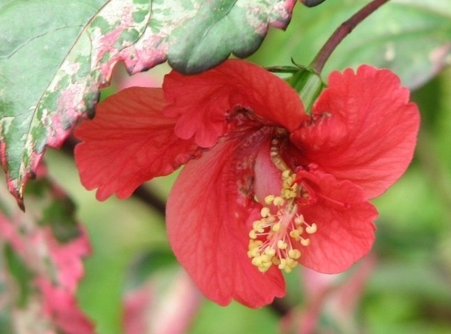 Tropical Hibiscus Fire-N-Ice