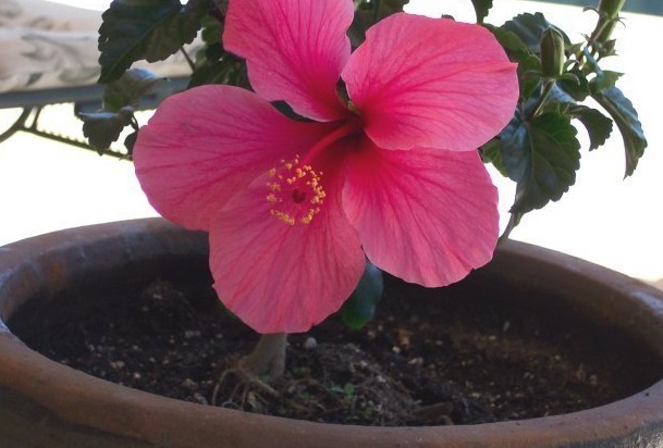 Tropical Hibiscus Lipstick