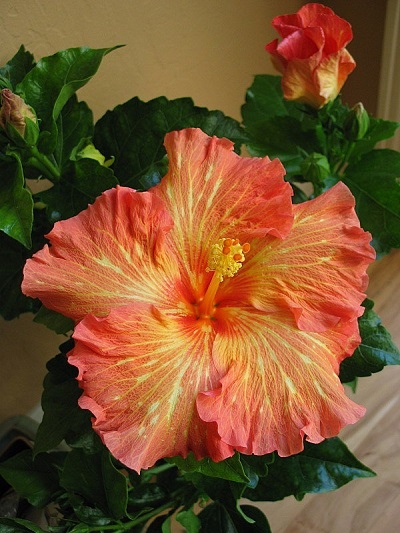 Tropical Hibiscus Rosalind