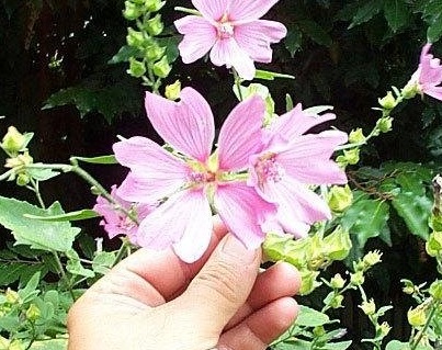 Malva, Tree Mallow Rosea
