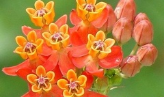 Asclepias Species, Lance Leaved Milkweed, Fewflower Milkweed