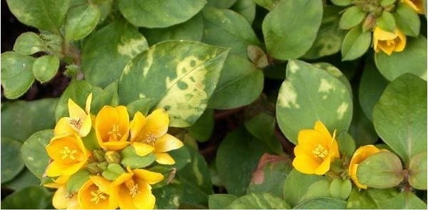 Lysimachia, Dense-Flowered Loosestrife Outback Sunset