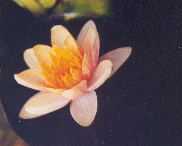Changeable Hardy Water Lily, Waterlily Aurora