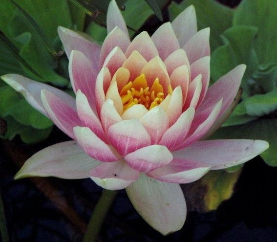 Hardy Water Lily, Waterlily Georgia Peach