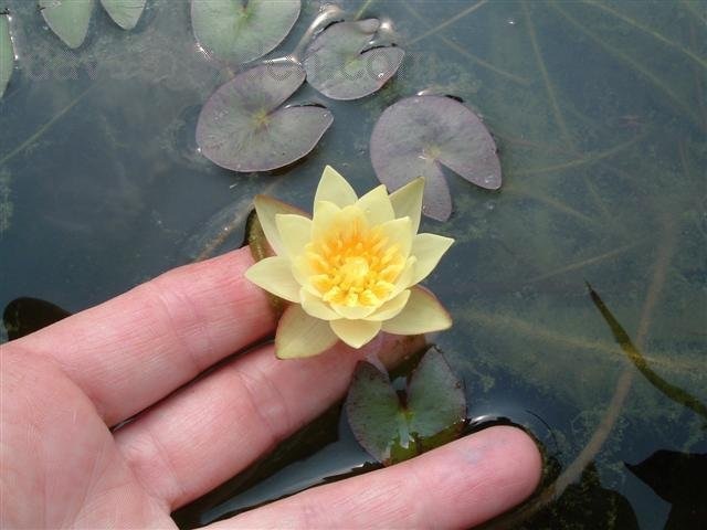 Nymphaea, Pygmaea Helvola, Pygmy Water Lily, Yellow Pygmy Helvola