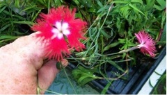 Superb Pink 'Crimsonia'