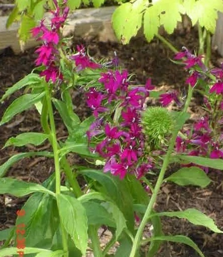 Lobelia Ruby Slippers