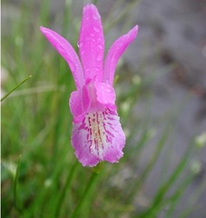 Species Orchid, Bog Rose, Dragon's Mouth, Swamp Pink, Wild Pink, Arethusa