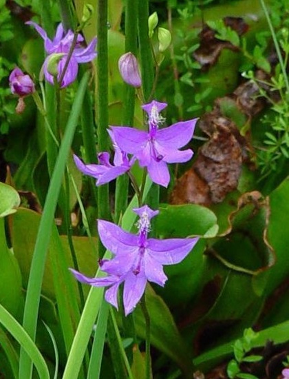 Species Orchid, Grass Pink, Tuberous Calopogon