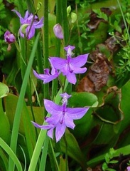 Species Orchid, Grass Pink, Tuberous Calopogon