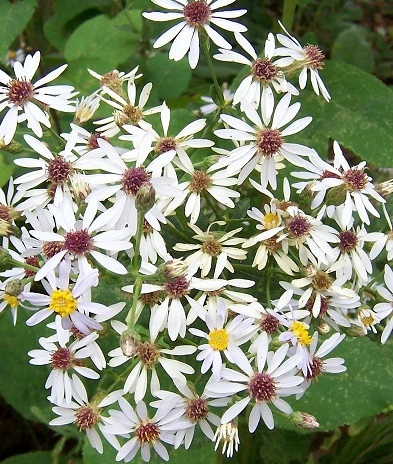 Eurybia Species, Largeleaf Aster, Bigleaf Wood Aster, Wild Aster