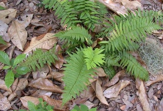 Dryopteris Species, Black Wood Fern, Shaggy Shield Fern