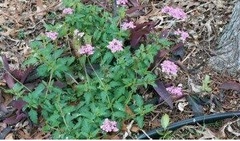 Glandularia Species, Tampa Mock Vervain