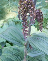Green False Hellebore, Indian Poke