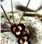 Asarum Species, Panda Face Ginger, Panda Flower, Wild Ginger