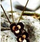 Asarum Species, Panda Face Ginger, Panda Flower, Wild Ginger