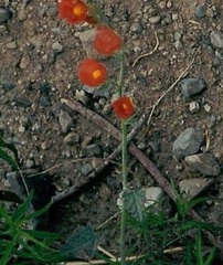 Sphaeralcea Species, Munro's Globemallow, Orange Globe Mallow