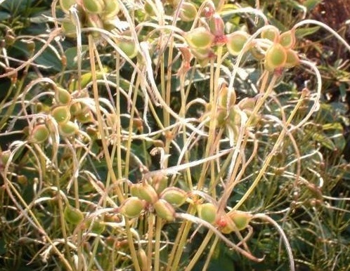 Clematis Species, Upright Clematis, Upright Virgins Bower