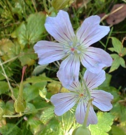Geranium Species, Cranesbill, Hardy Geranium, Knotted Cranesbill, Pyrenees Geranium