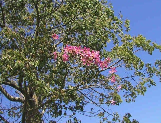 Ceiba Cultivar, Thornless Floss Silk Tree Majestic Beauty