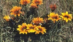 Hardy Gasania, Treasure Flower 'Colorado Gold'