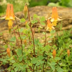 Arizona Columbine