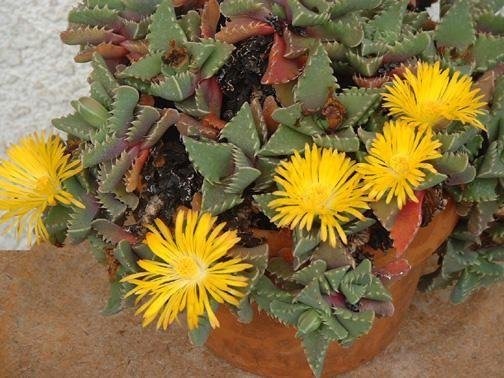 Faucaria Species, Tiger Jaws, Tigers Jaw