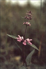 Stachys Species, Marsh Woundwort, Marsh Hedgenettle, Lamb's Ear