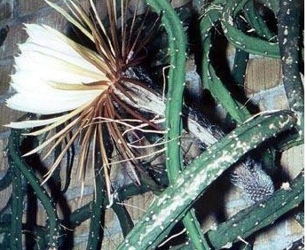 Selenicereus, Princess of the Night Callianthus