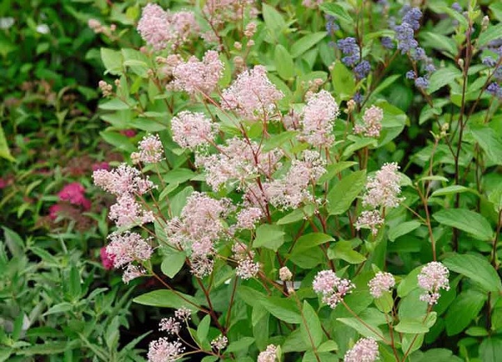 Ceanothus, Wild Lilac Marie Simon