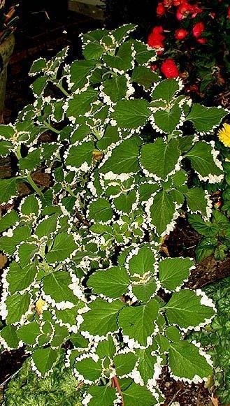 Plectranthus, Spurflower Marginatus