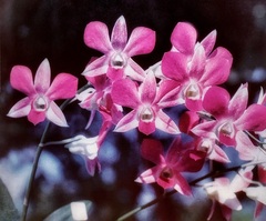 Orchid, Dendrobium Pramot