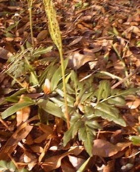 Sceptridium Species, Southern Grapefern, Sparselobe Grape Fern
