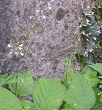 Circaea Species, Broadleaf Enchanters Nightshade, Enchanters Nightshade