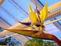 Strelitzia, Bird of Paradise, Crane Flower 'Mandela's Gold'