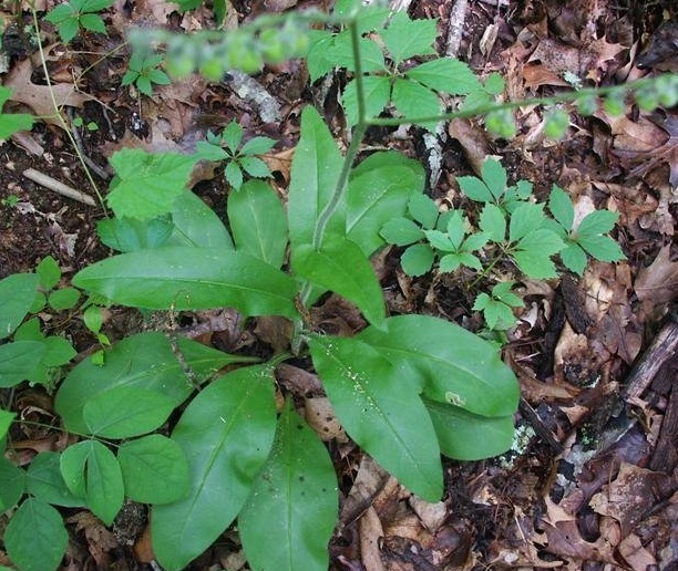 Wild Comfrey, Hounds Tongue