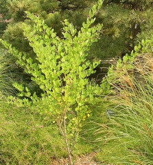 Lespedeza Species, Shrub Bush Clover