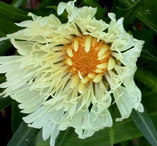 Yellow Stokes Aster Mary Gregory