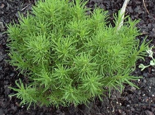 Santolina Species, Green Santolina