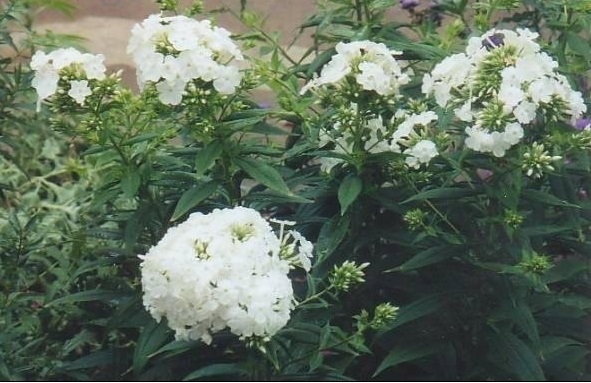 Thick-leaf Phlox Miss Lingard