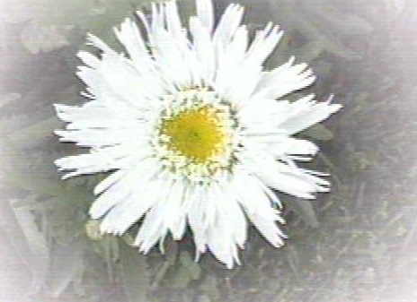 Leucanthemum, Shasta Daisy Aglaya