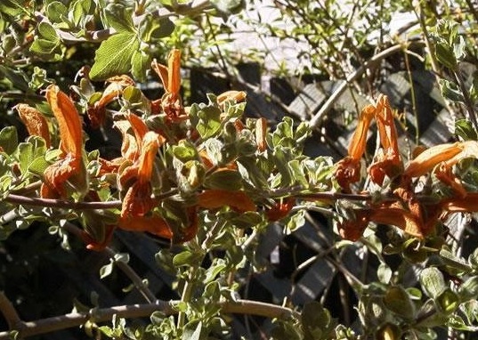 Salvia Species, Beach Sage, Brown Salvia, Golden Sage