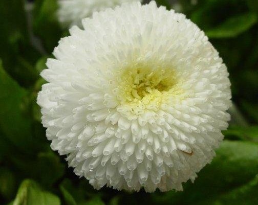 English Daisy, Lawn Daisy, Bruisewort Tasso White