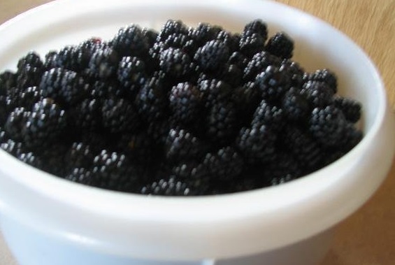 Allegheny Blackberry, Highbush Blackberry