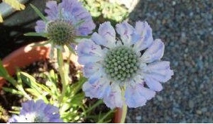 Lomelosia, Pincushion Flower, Scabiosa Fama