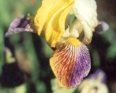 Miniature Tall Bearded Iris 'Joseph's Coat'