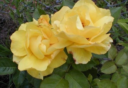Hybrid Tea Rose Kings Ransom