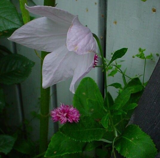 Platycodon, Balloon Flower, Chinese Bellflower, Japanese Bellflower Fuji Pink